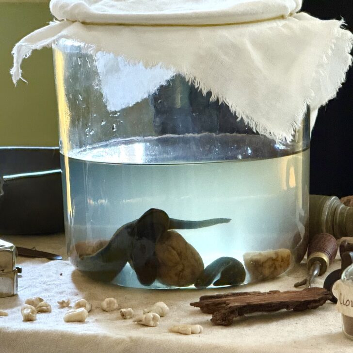 A glass jar with leeches on a table surrounded by ancient medical equipment.