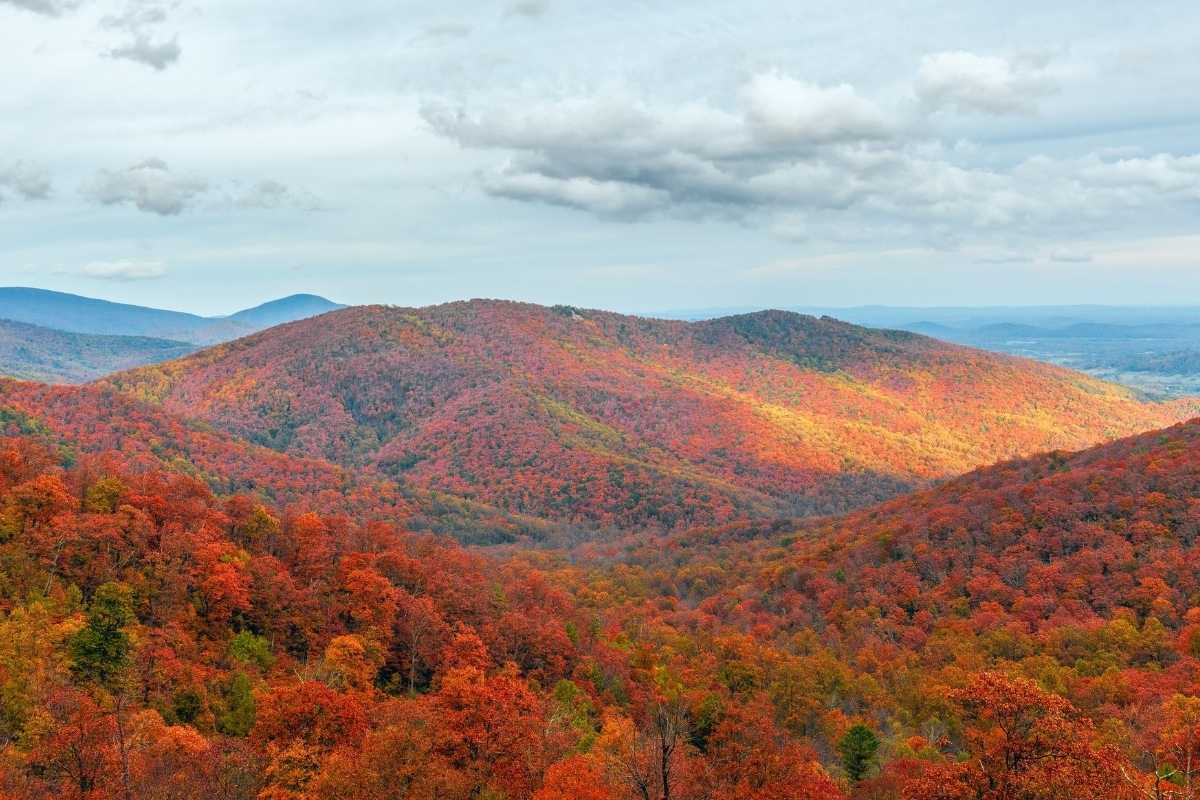 overview of valley covered in fall leaves