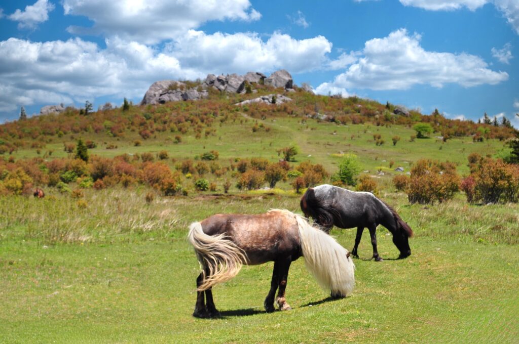 Two ponies graze on a grassy field with a rocky hill and partly cloudy blue sky in the background.