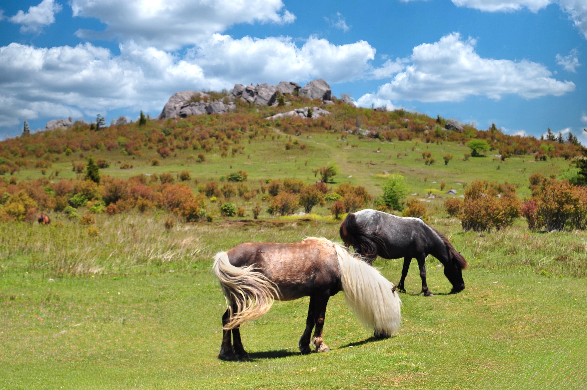 Two ponies graze on a grassy field with a rocky hill and partly cloudy blue sky in the background.