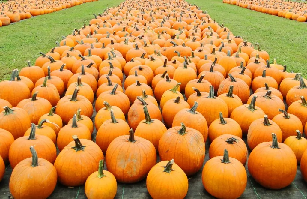 Rows of orange pumpkins arranged on a grassy field, extending into the distance.