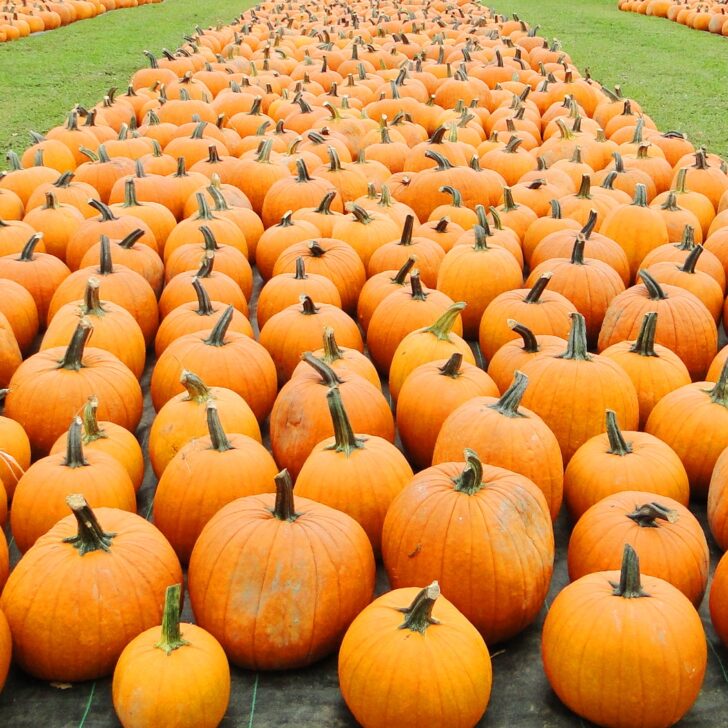 Rows of orange pumpkins arranged on a grassy field, extending into the distance.