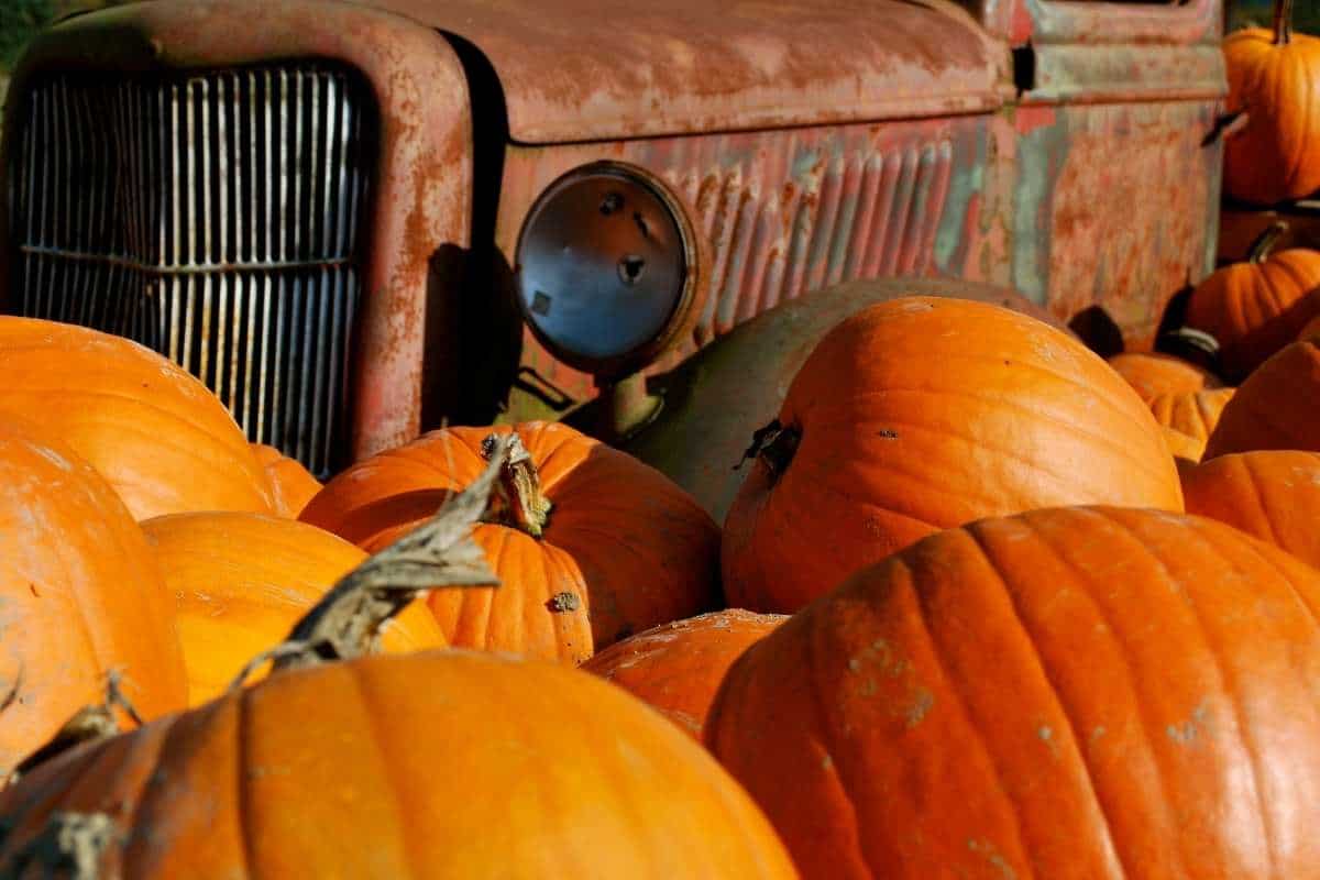 vintage truck with giant pumpkins in front