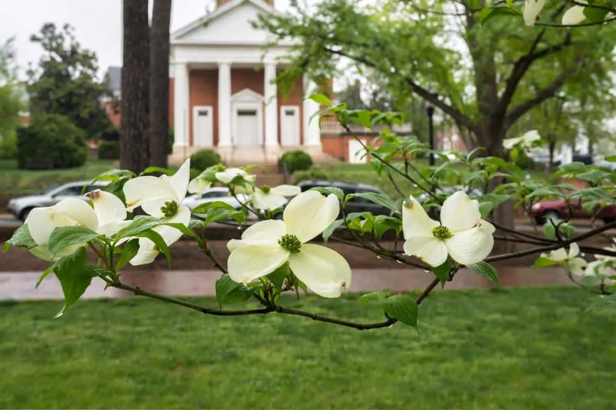 dogwood branch in front of brick historic building