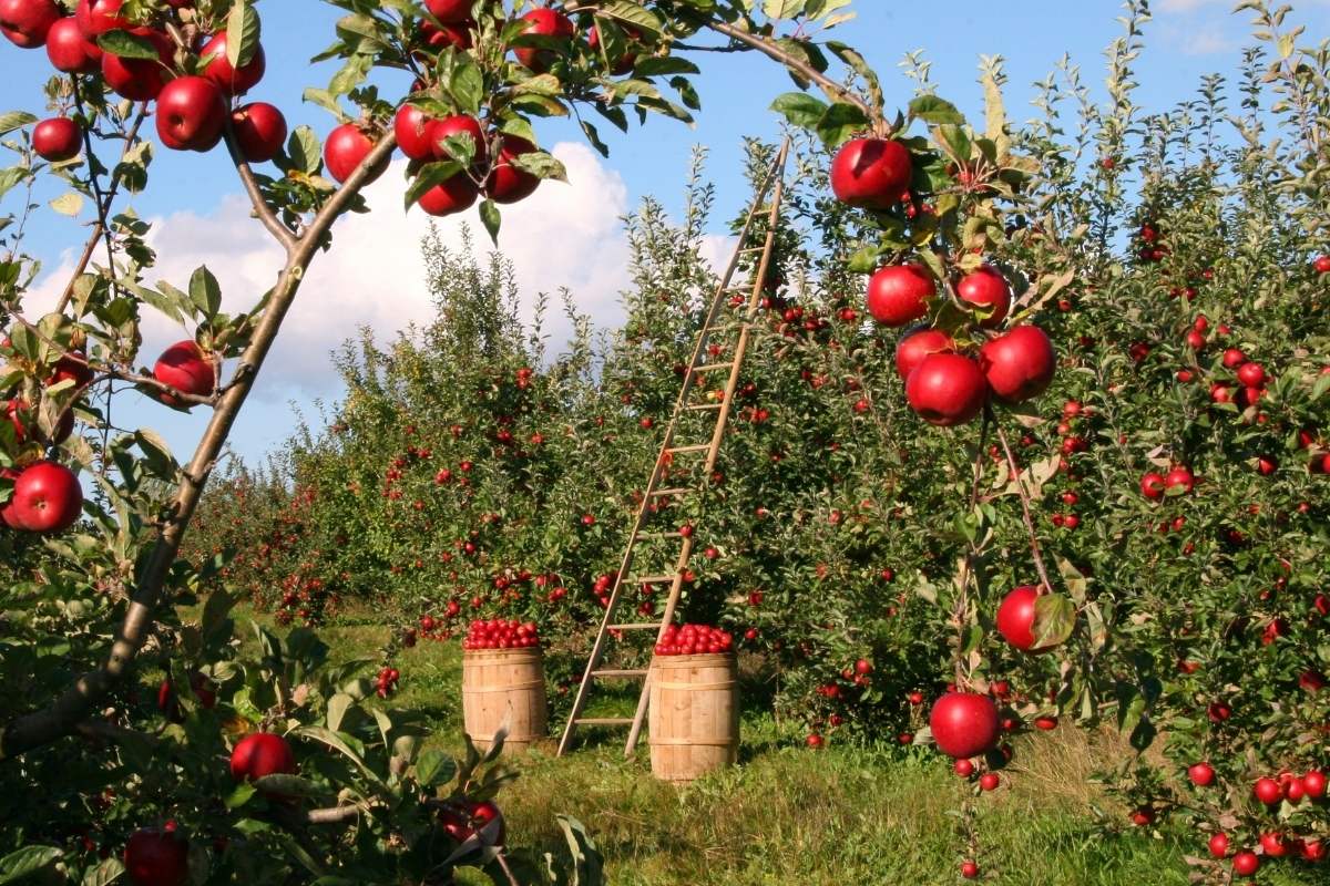 red apple orchard with ladder and wooden barrels