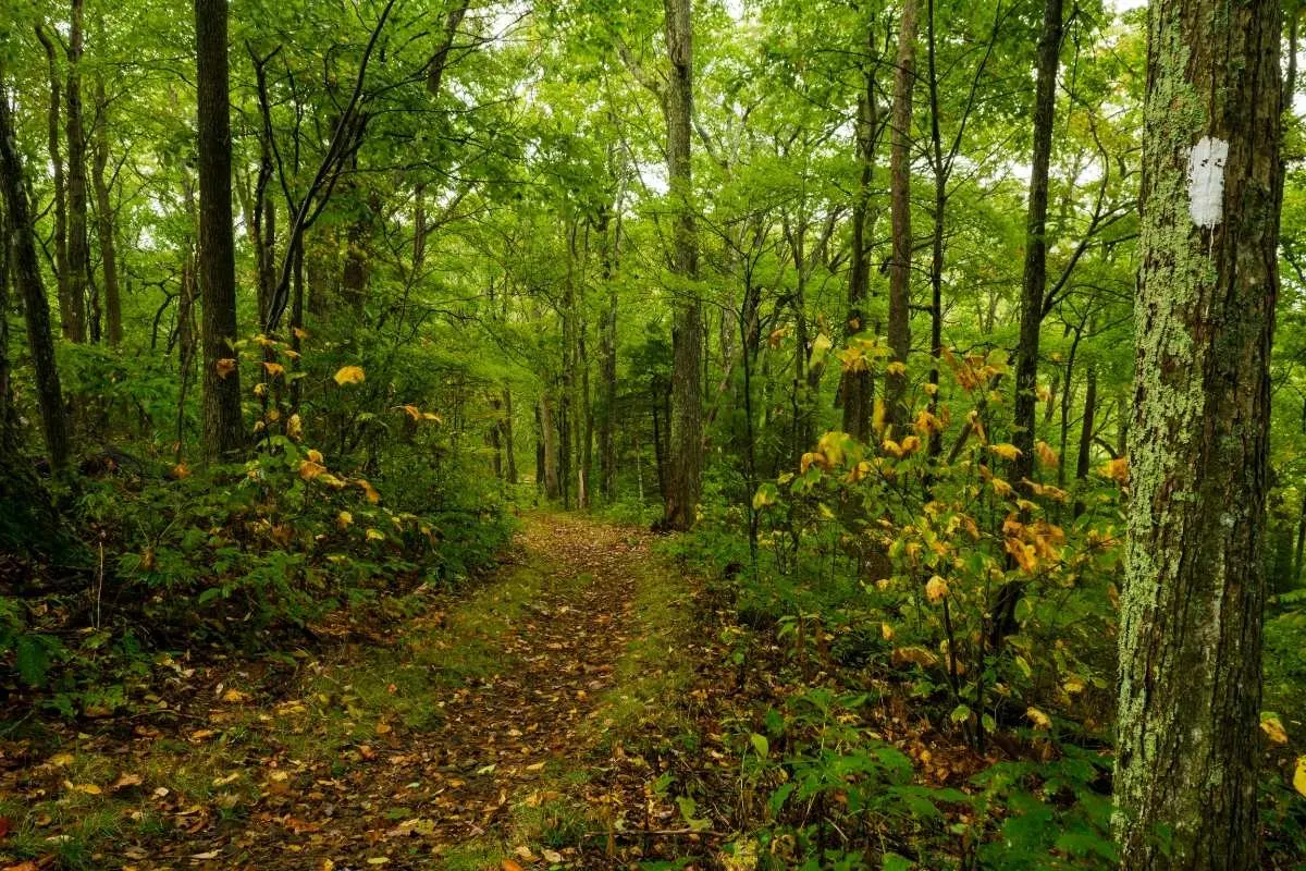 trail in virginia woods