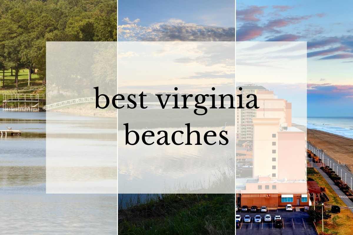 virginia beach coastline and marshy scene