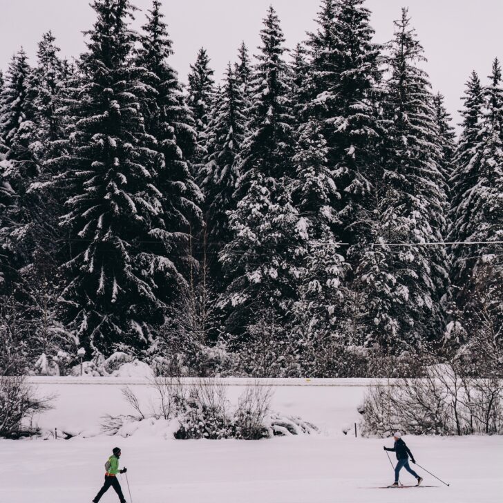 two people cross country skiing in snow in front of large towering trees