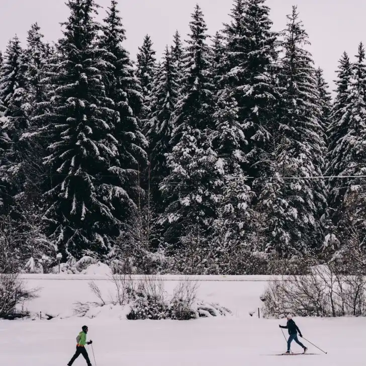 two people cross country skiing in snow in front of large towering trees