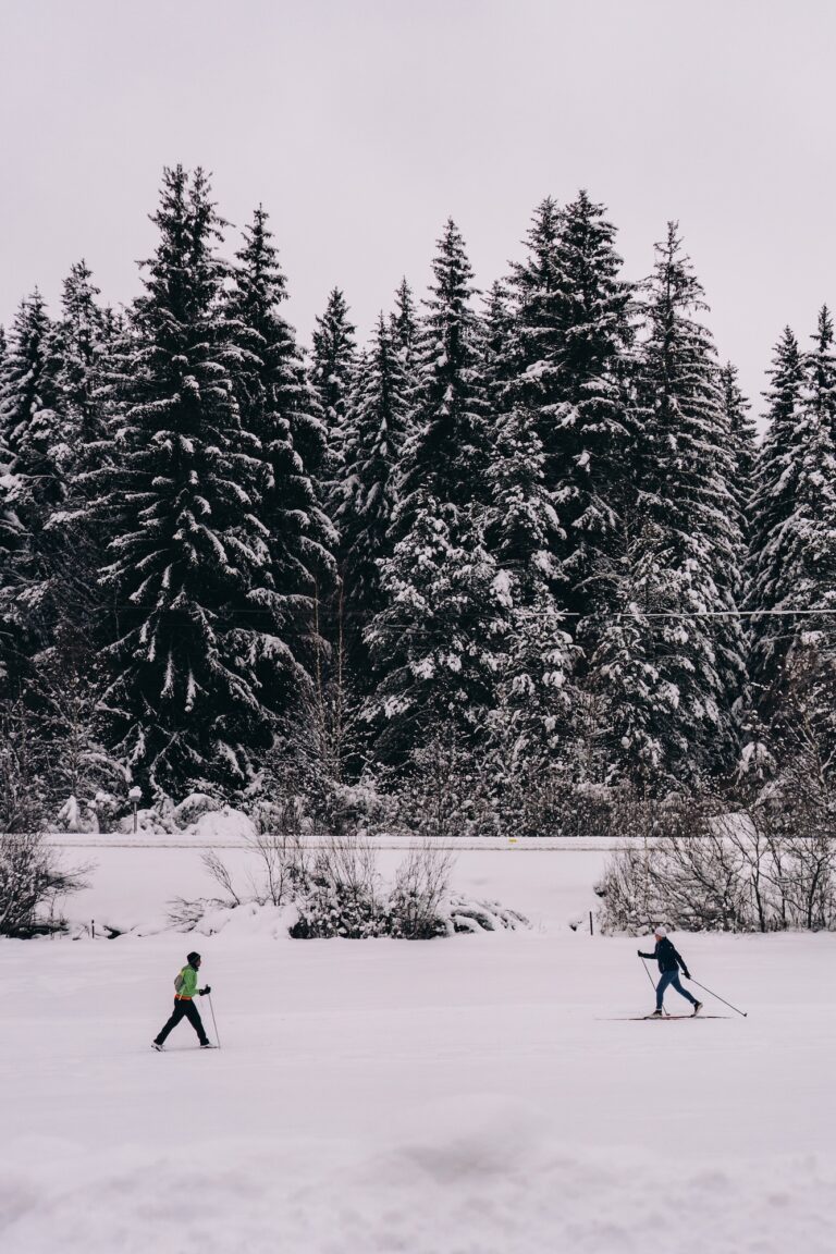 two people cross country skiing in snow in front of large towering trees