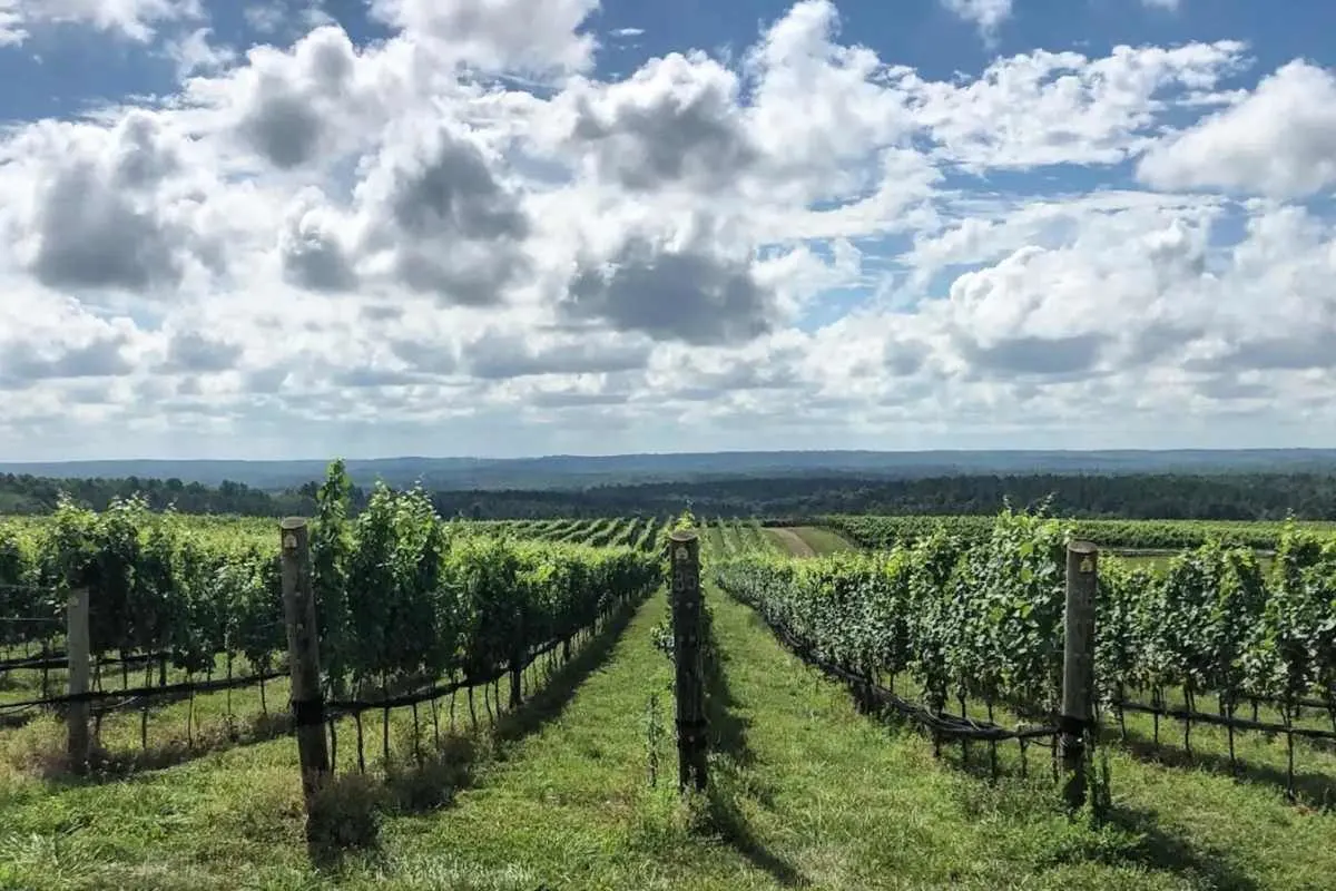 rows of grapevines with blue ridge mountains in distance