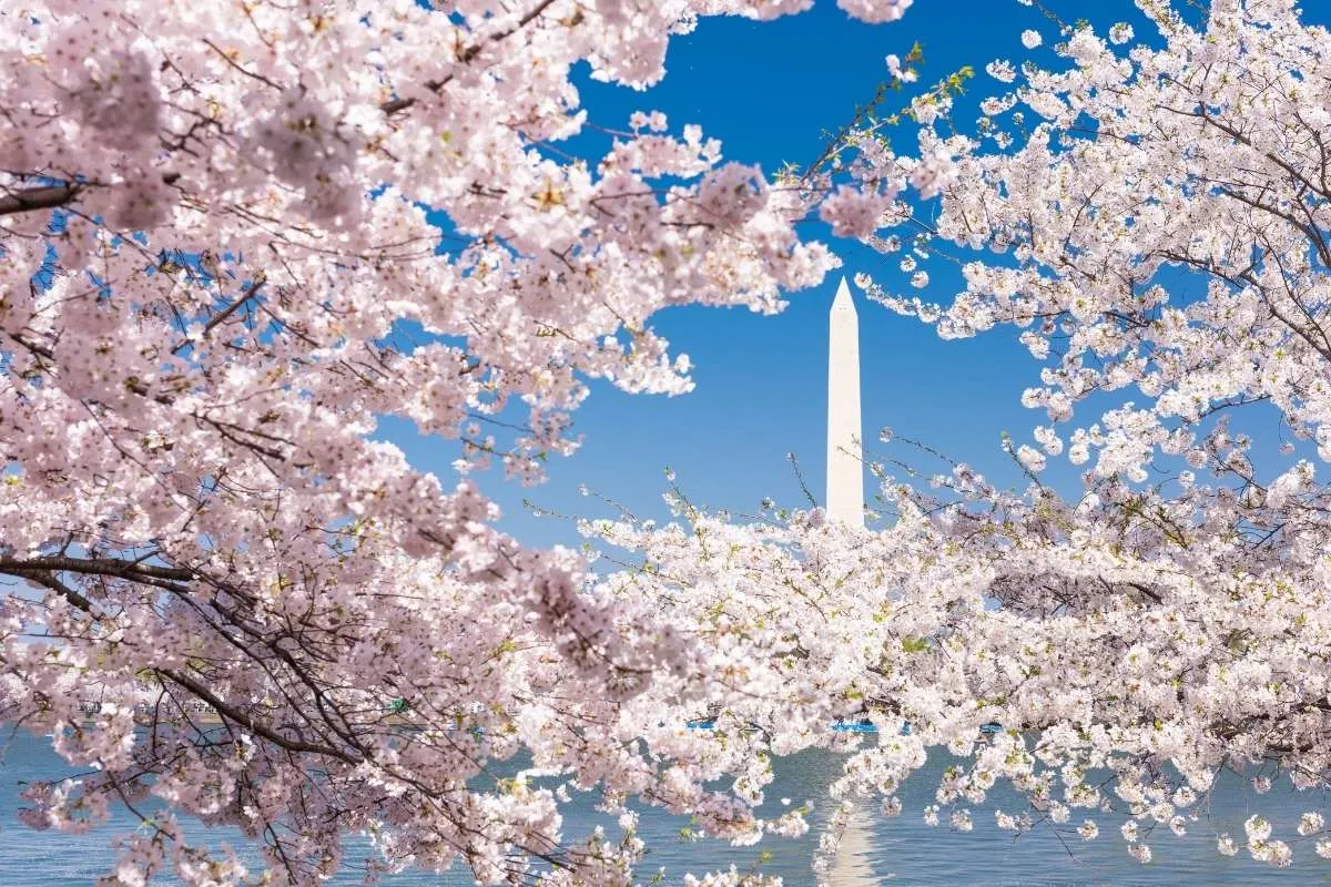 view of washington monument across tidal basin surrounded by cherry blossoms