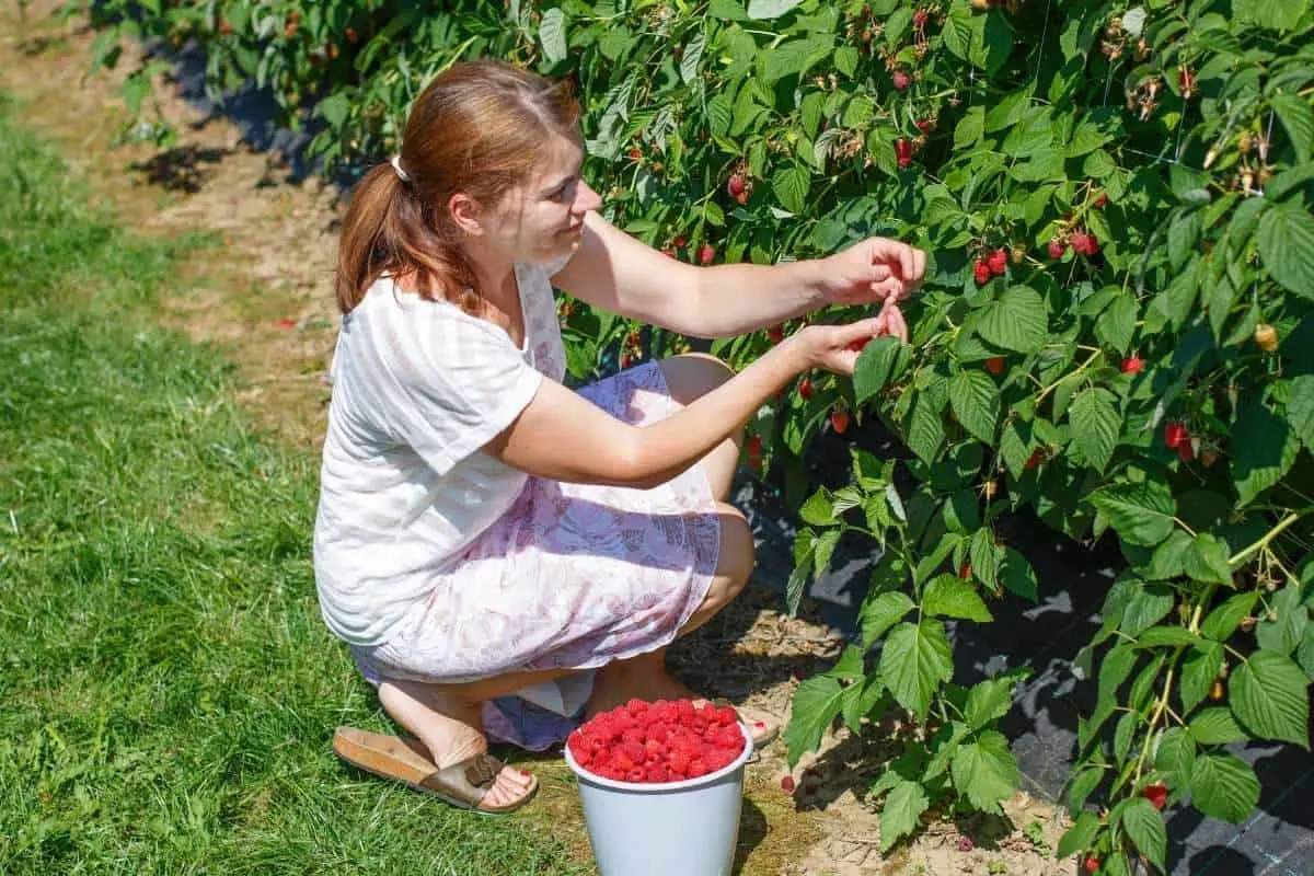 girl on ground picking fruit from row of raspberry plants