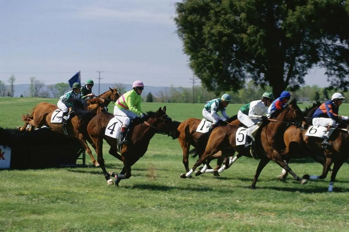 5 brown race horses on field