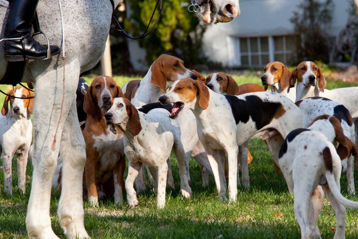 many hunting dogs surrounding white horse