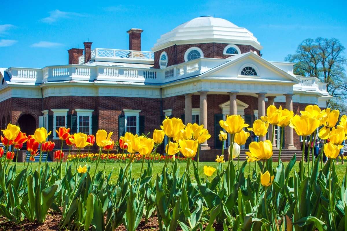 red and yellow tulips in front of monticello