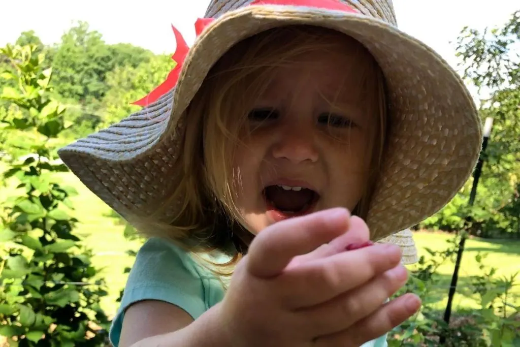 A young child wearing a wide-brimmed hat holds a fresh picked raspberry in her hand before eating it