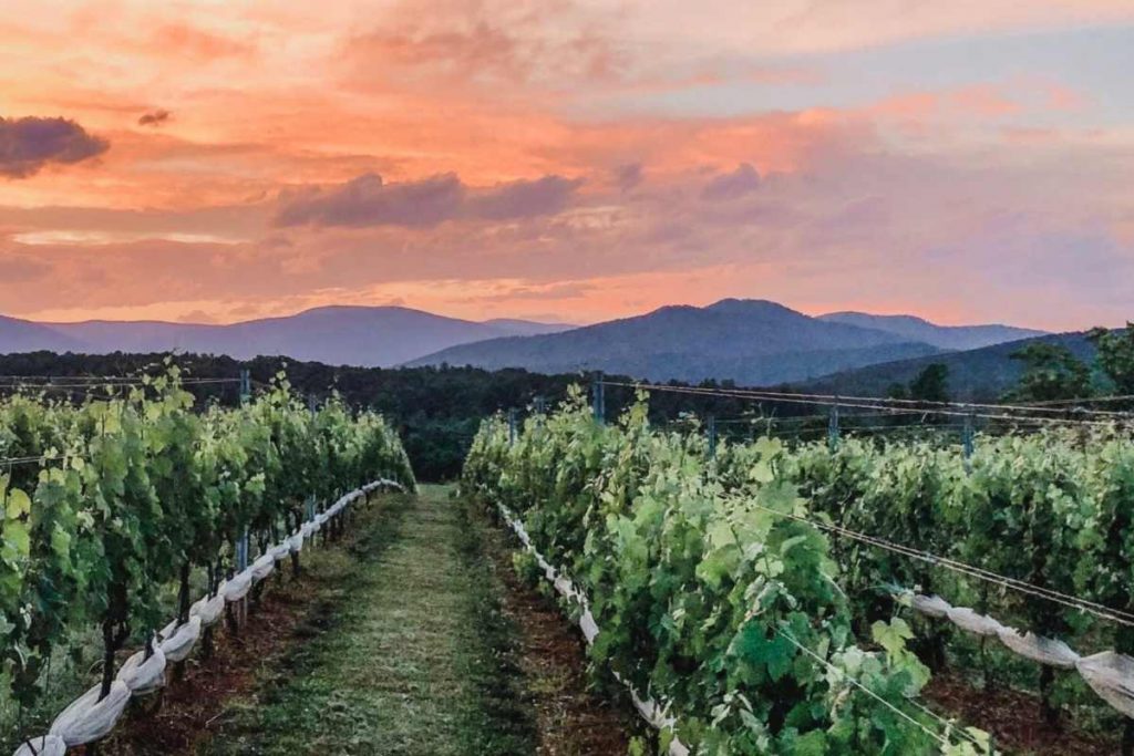 15 Stunning Wineries Near Charlottesville Virginia To Visit In 2024 Historic Virginia Travel