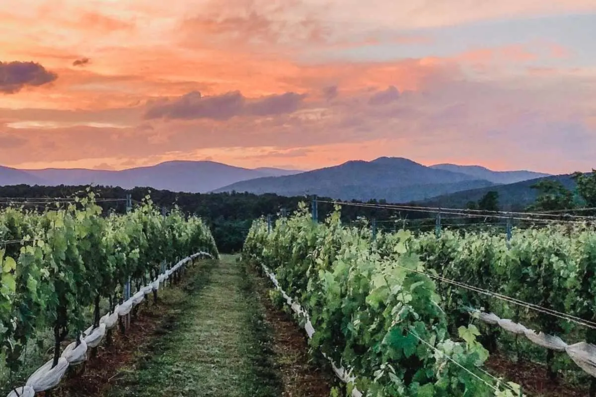 rows of wine grapes at sunset