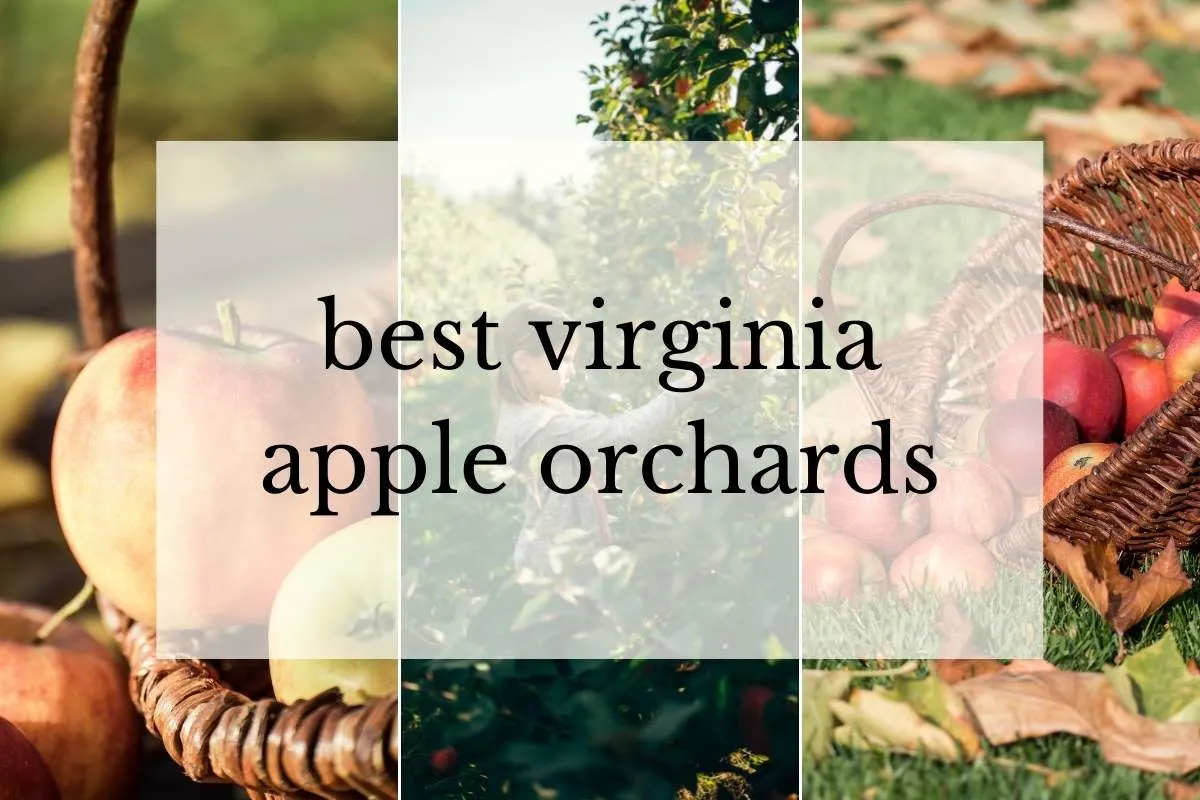 3 images of apple trees and baskets
