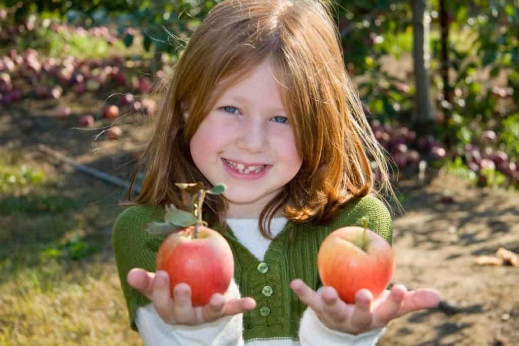 girl hollding two virginia antique apples