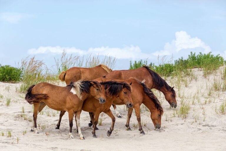 Four brown wild horses stand closely together on a sandy beach with grass and blue sky in the background.