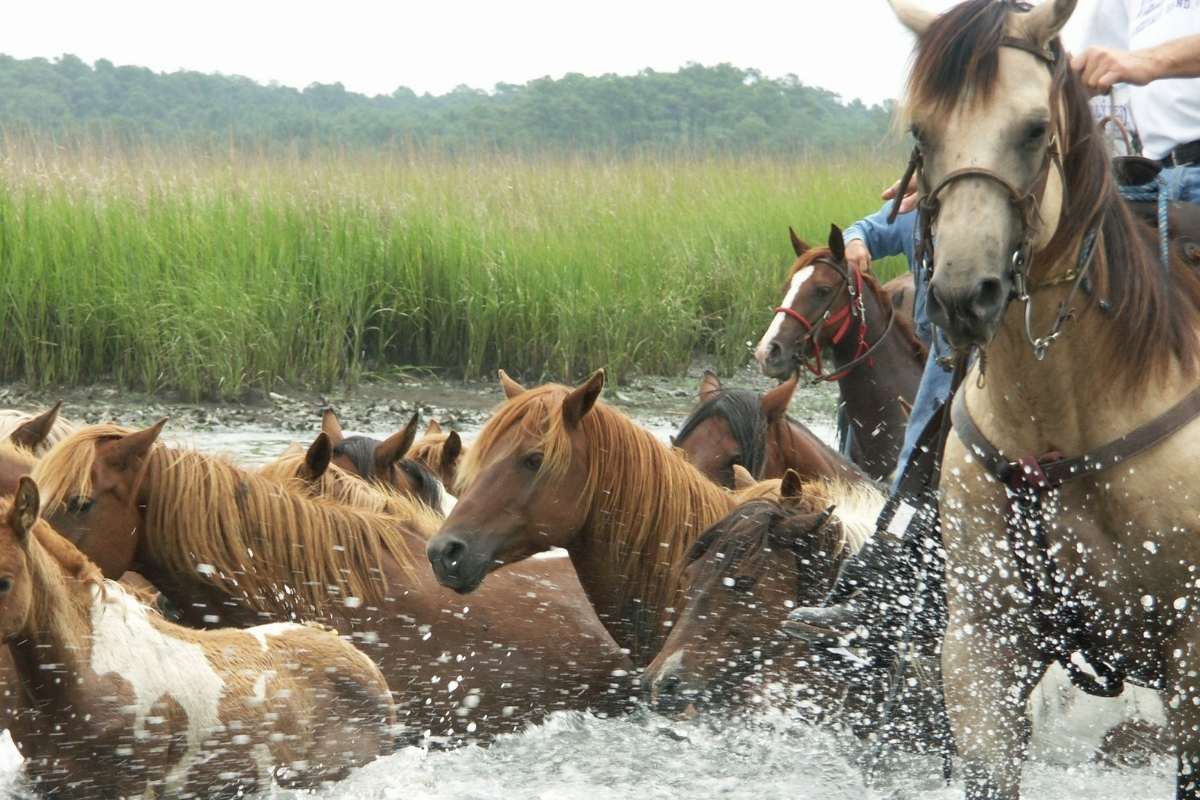 pony swim 