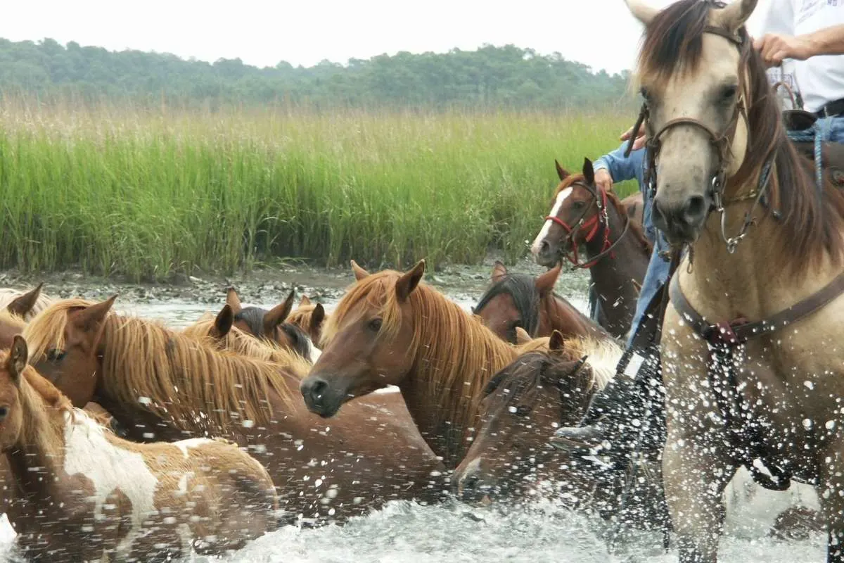 5 brown wild ponies swimming in bay