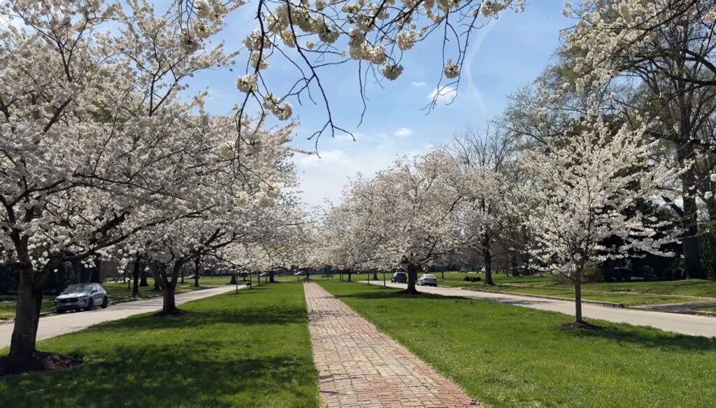 A brick pathway runs through a grassy area lined with blooming white cherry blossom trees under a clear blue sky.