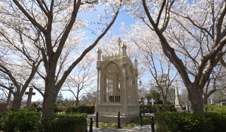 A white Gothic-style mausoleum stands among blooming cherry blossom trees in a cemetery under a clear blue sky.