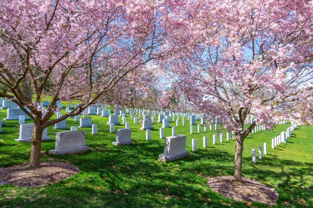 The Best Places to See Cherry Blossoms in Virginia Historic Virginia