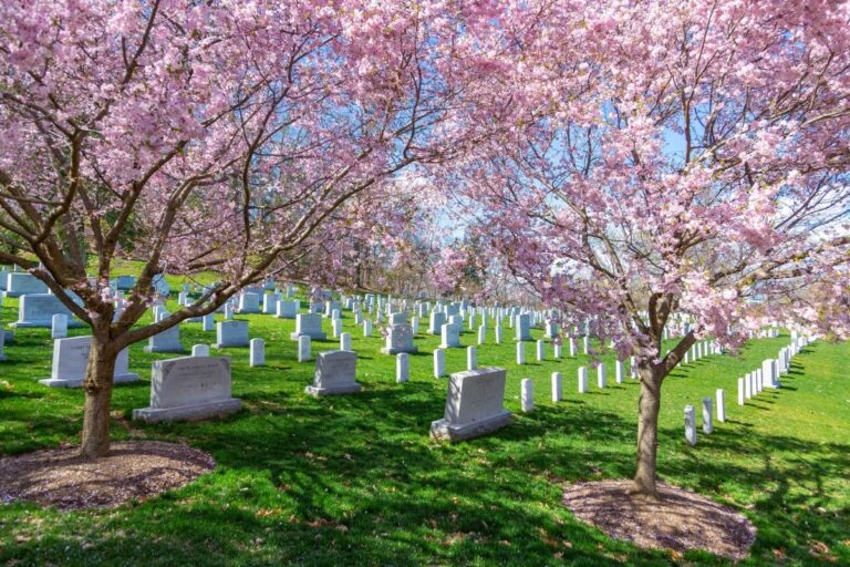 The Best Places to See Cherry Blossoms in Virginia Historic Virginia