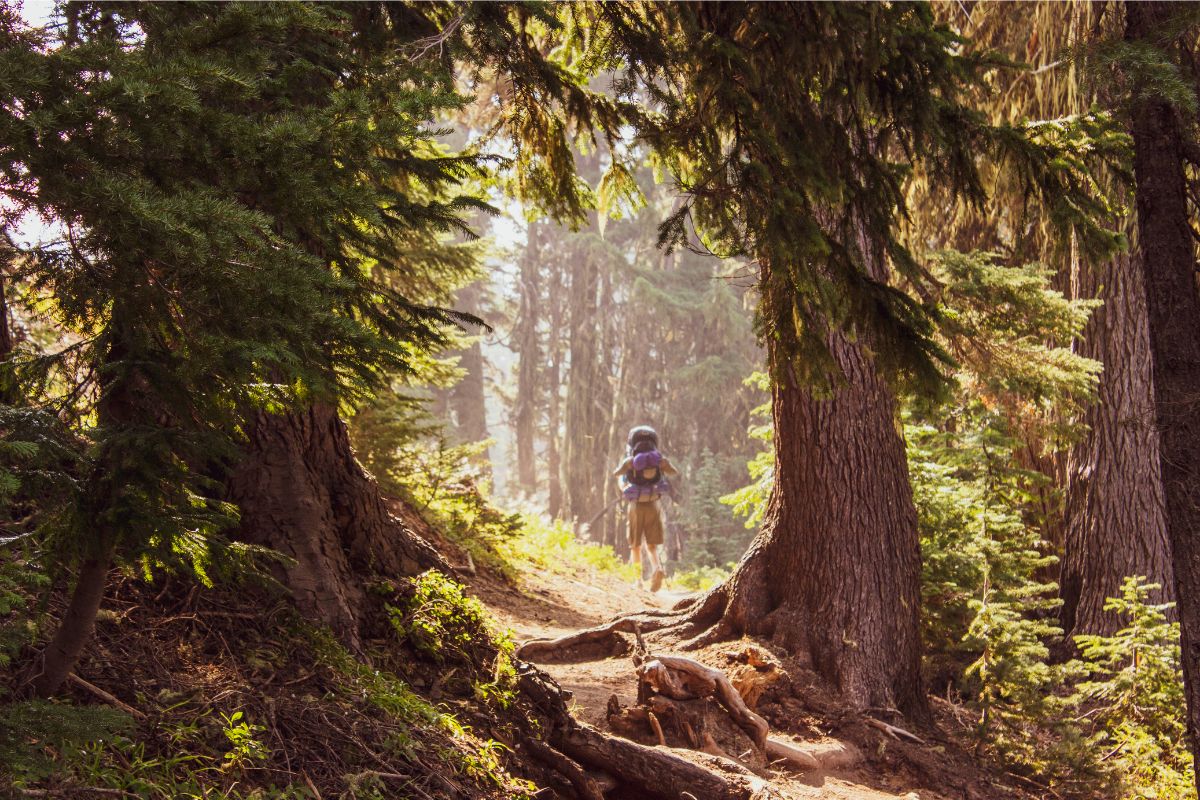 The Seven Best and Most Scenic Hiking Trails Near Williamsburg, VA