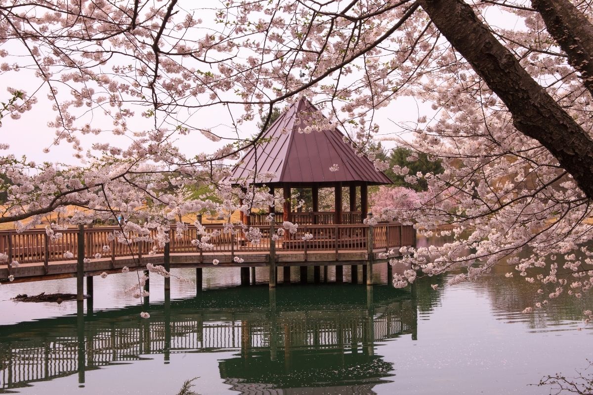 The Best Places to See Cherry Blossoms in Virginia - Historic Virginia ...