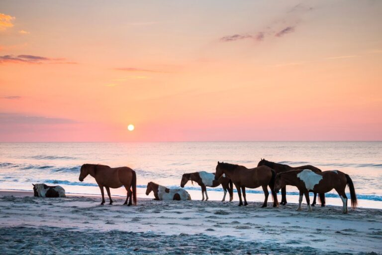 Beginner's Guide to Wild Horses In Virginia (Must See Beaches ...