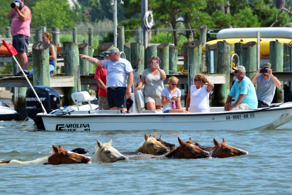 Beginner's Guide to Wild Horses In Virginia (The Beaches You Must See