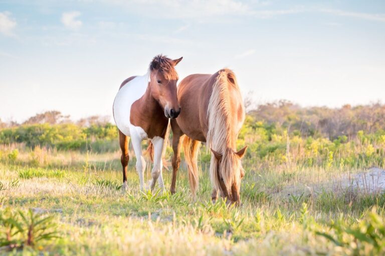 Beginner's Guide to Wild Horses In Virginia (The Beaches You Must See