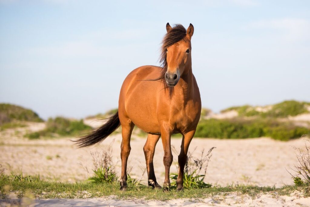 Beginner's Guide to Wild Horses In Virginia (The Beaches You Must See