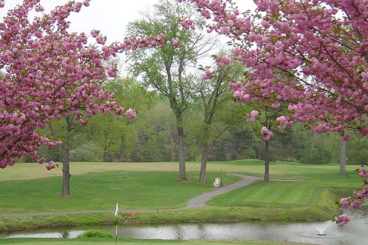 view of goldcourse through flowering trees.