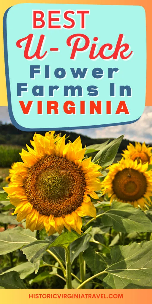 Best U-Pick Flower Farms In Virginia Pin with sunflowers