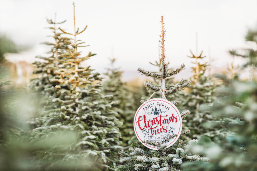 16 Best Christmas Tree Farms in Virginia 2023 Historic Virginia Travel