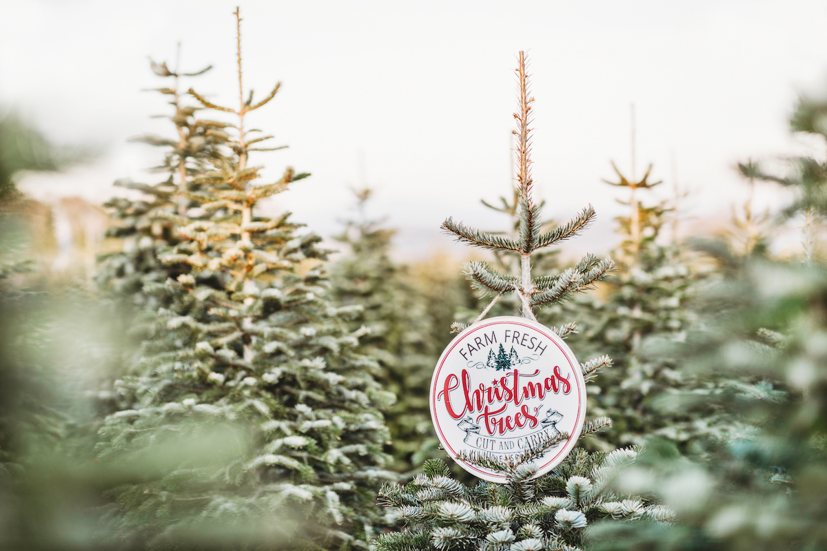 Christmas Tree Farm With Fresh Cut Sign on trees with snow