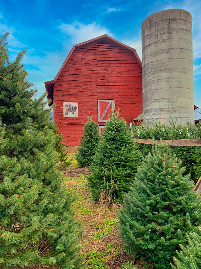 Christmas Tree Farm standing amidst rows of trees with a Red Barn in the background