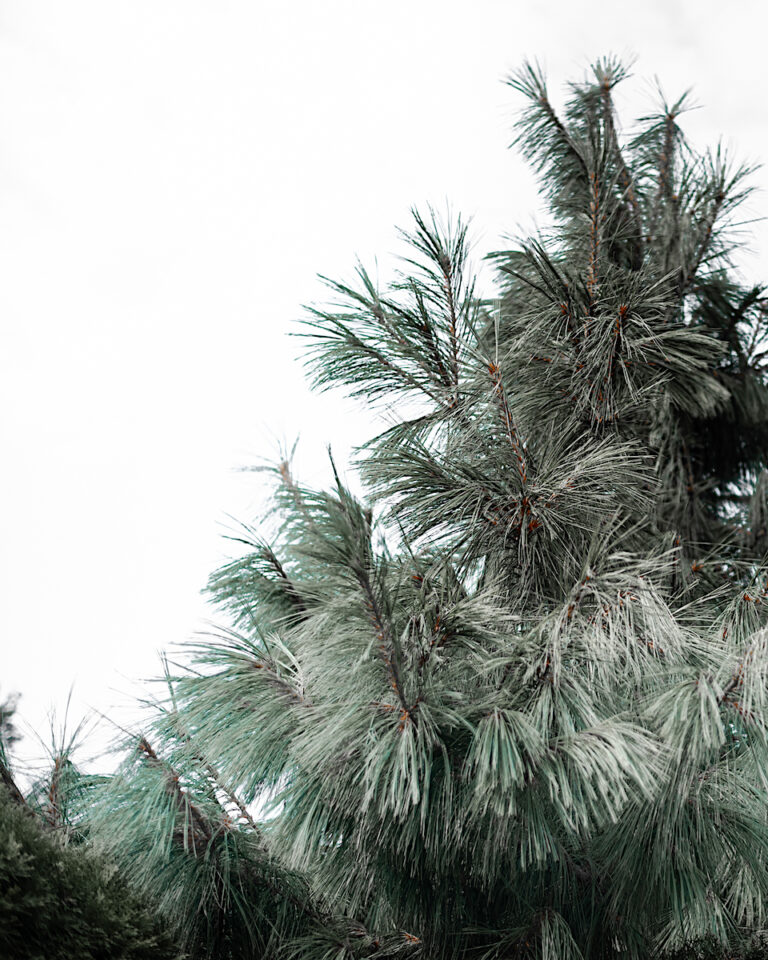 16 Best Christmas Tree Farms in Virginia 2023 Historic Virginia Travel