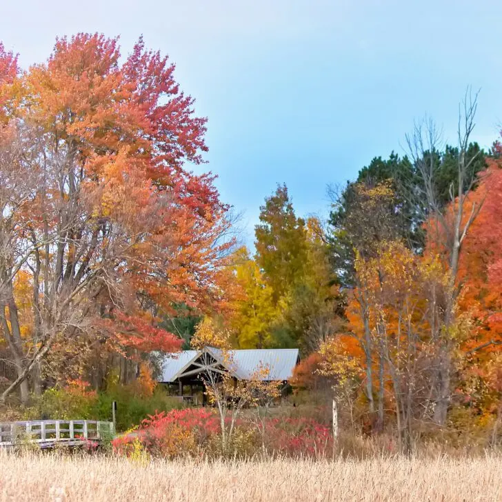 beautiful landscape with brightly colored Fall leaves on trees surrounding a small barn with a bridge nearby