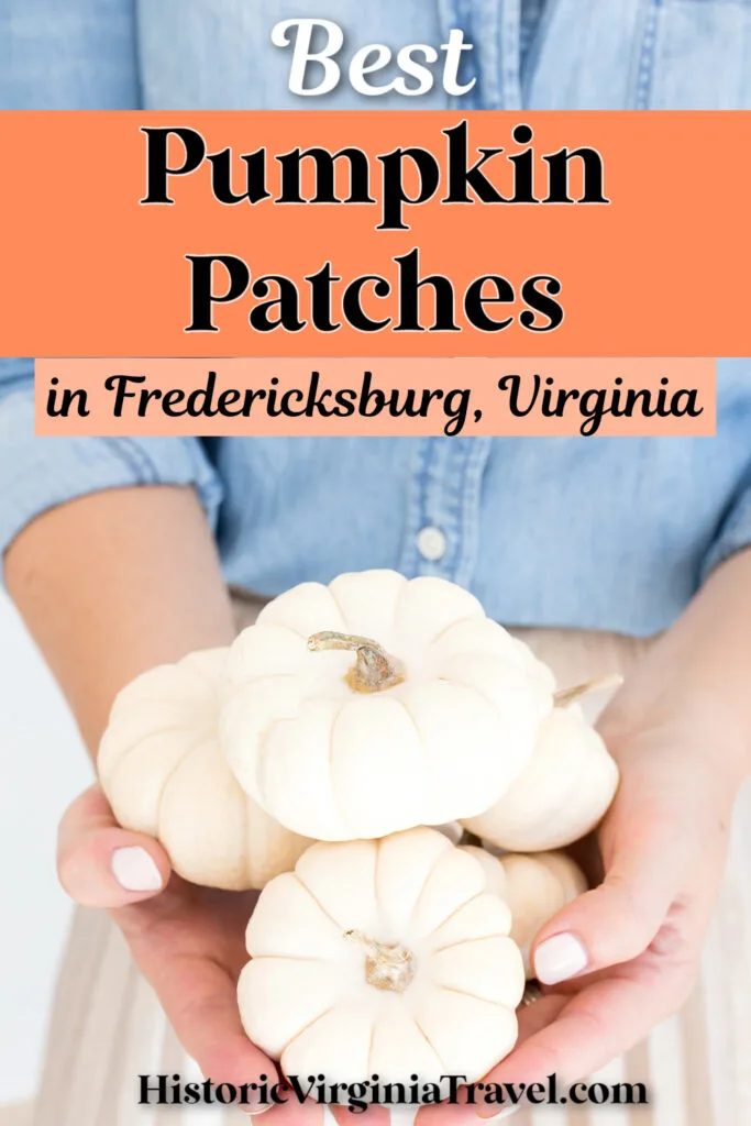 Person holding a handful of small white pumpkins. Text above reads, "Best Pumpkin Patches in Fredericksburg, Virginia." Website at the bottom: HistoricVirginiaTravel.com.