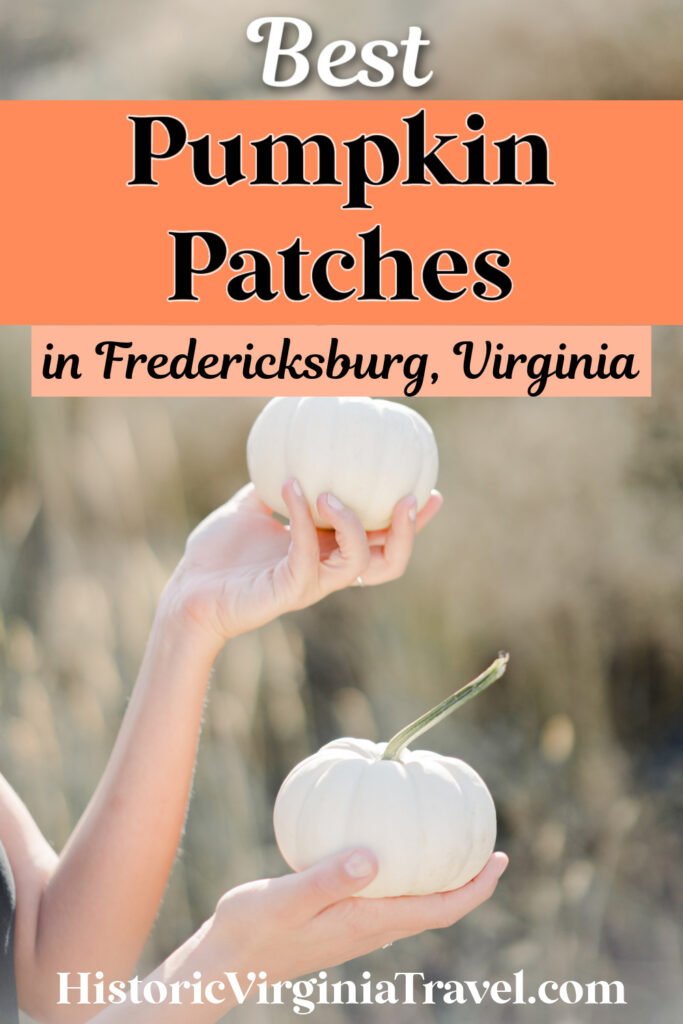 A person holding two small white pumpkins. The image text reads "Best Pumpkin Patches in Fredericksburg, Virginia" and "HistoricVirginiaTravel.com".
