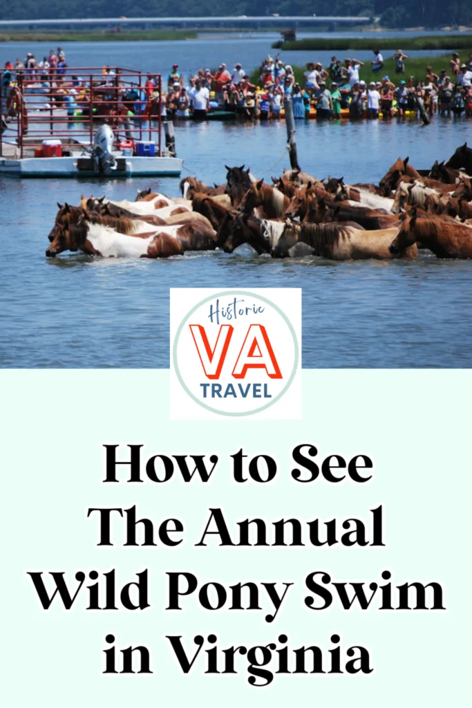 A large crowd watches chincoteague ponies swim across a body of water during the Annual Wild Pony Swim in Virginia. The image includes a logo for Virginia travel and text explaining the event.