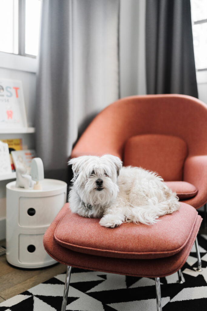 A small white dog sits on a red cushioned chair in a room with grey curtains and a white side table, creating a cozy scene perfect for any dog-friendly Staunton home.