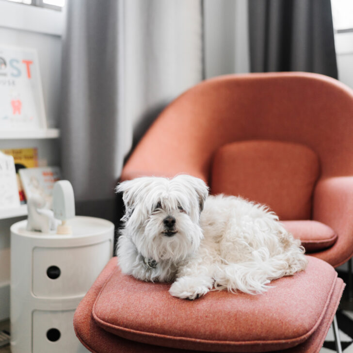 A small white dog sits on a red cushioned chair in a room with grey curtains and a white side table, creating a cozy scene perfect for any dog-friendly Staunton home.